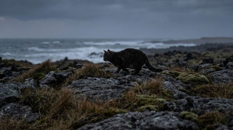 Marion Adası'nda Ekolojik Yıkım: 5 Kedi Felaket Getirdi - Fotoğraf 2