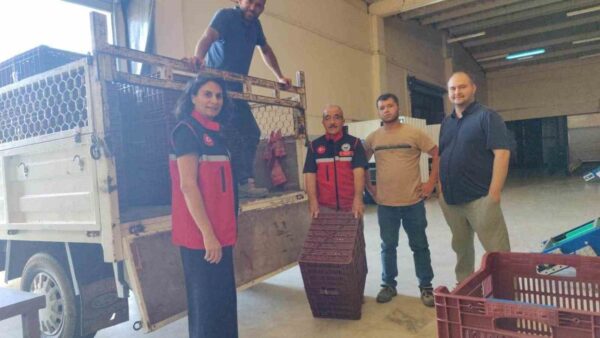 Nazilli'de İncir Üreticilerine
