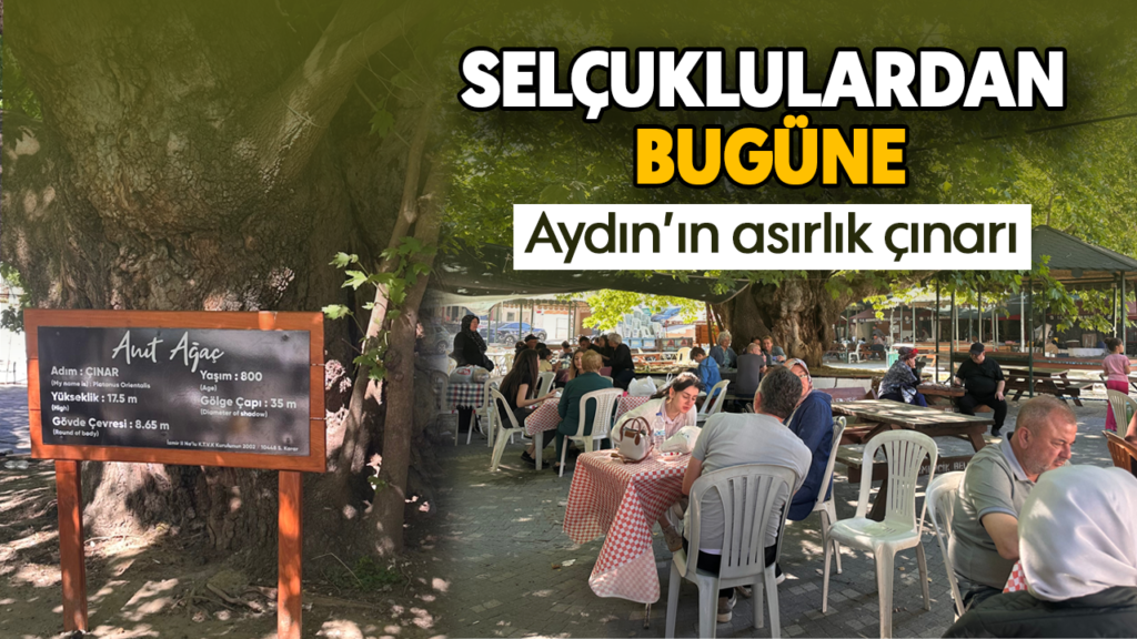 8 Asırlık Selatin Çınarı Aydın’ın Tarihine Tanıklık Ediyor