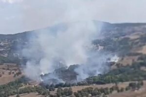 Antalya Kızıllı'da Orman