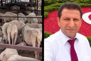Aydın'da Hayvan Pazarları