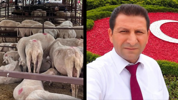 Aydın'da Hayvan Pazarları