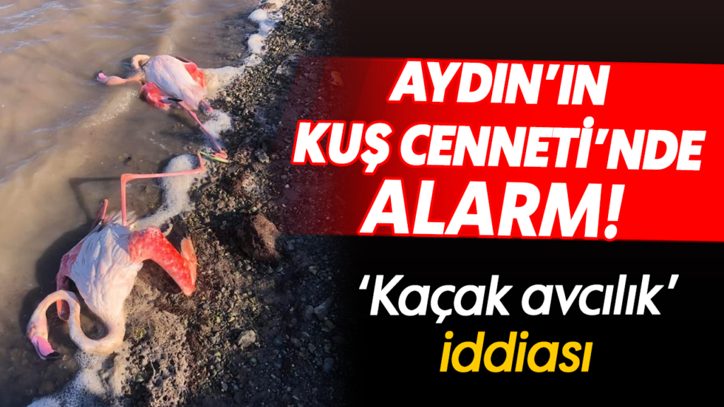 Aydın’da Kaçak Avcılık İddiası: Dilek Yarımadası’nda Flamingolar Tehlikede