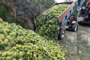 Aydın'da Kestane Hasadı