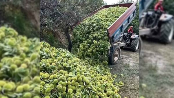 Aydın'da Kestane Hasadı