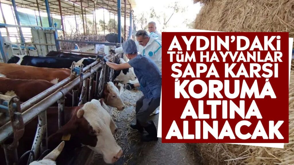 Aydın’da Şap Aşı Kampanyası Başladı: Büyükbaş Hayvanlar Korunacak