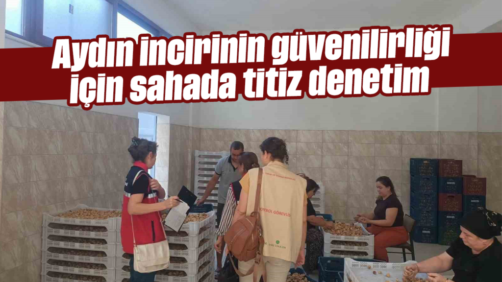 Bozdoğan’da Aydın inciri sahada denetimle marka değeri korundu