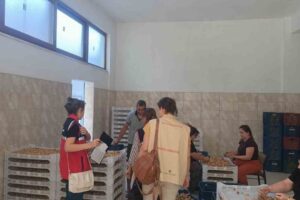 Bozdoğan’da Aydın inciri