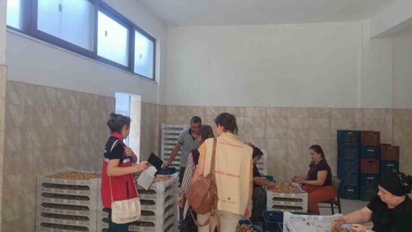 Bozdoğan’da Aydın inciri