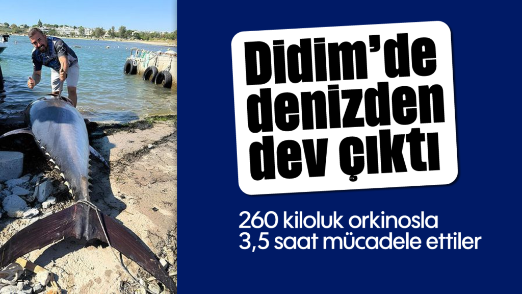 Didim Açıklarında 260 Kilo Orkinos Avı: 3,5 Saatlik Mücadele