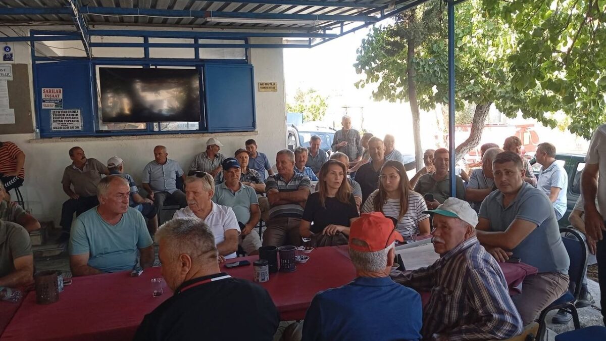 Didim’de Çiftçiler Zeytin