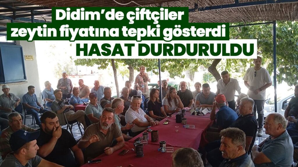 Didim’de Çiftçiler Zeytin Fiyatına Tepki Gösterdi: Hasat 10 Günlük Durduruldu