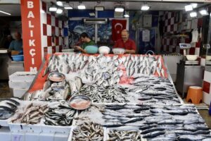 Karadeniz'de Palamut Bolluğu: