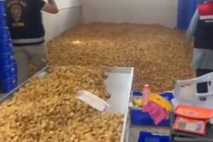 Köşk’te 25 Ton