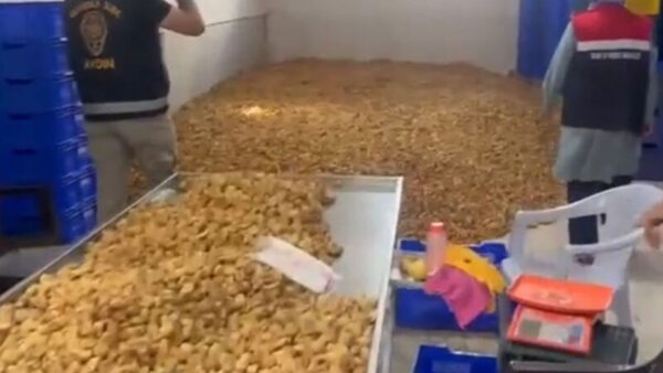 Köşk’te 25 Ton