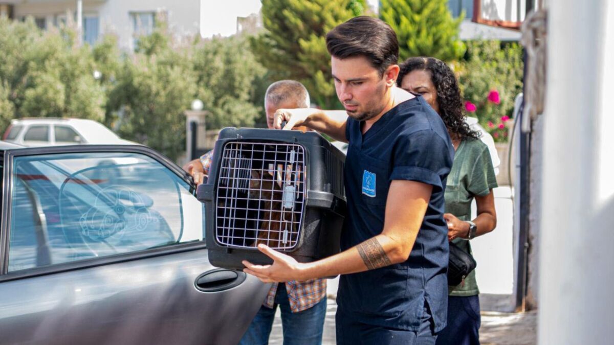 Kuşadası’nda Kedi Kısırlaştırma