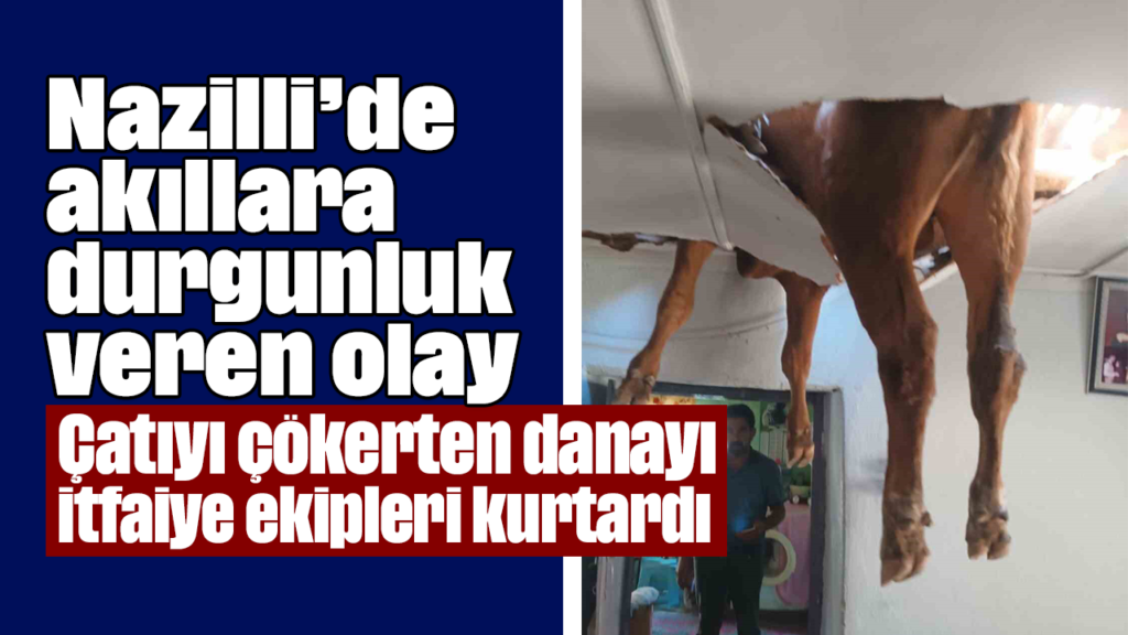 Nazilli Kırcaklı’da çatı çökerek mahsur kalan dana itfaiye ekipleriyle kurtarıldı
