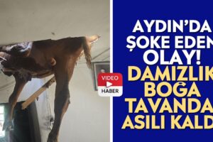 Nazilli Kırcaklı’da Damızlık