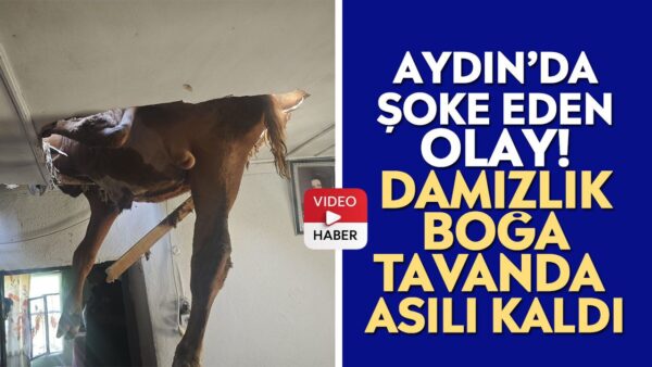 Nazilli Kırcaklı’da Damızlık