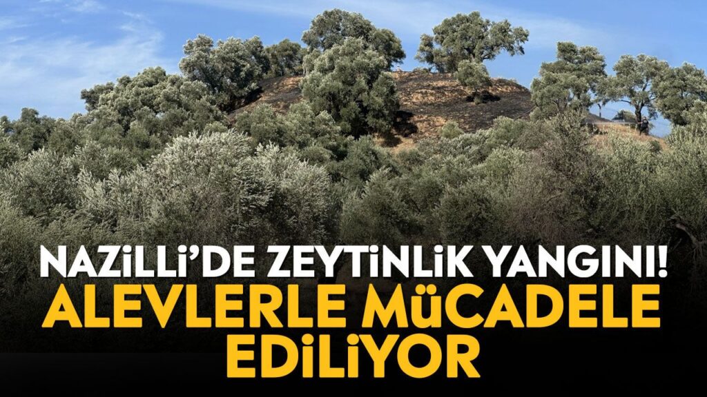 Nazilli'de Zeytinlikte Yangın: Havadan ve Karadan Müdahale