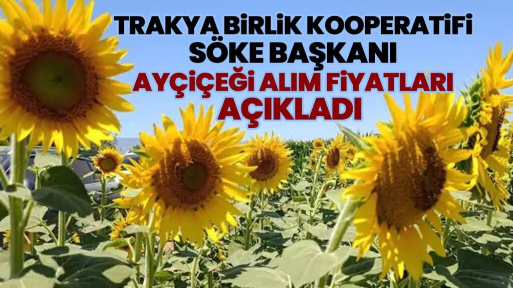 Söke Ovası'nda Ayçiçeği Alım Fiyatları Açıklandı: Trakya Birlik 37 TL’den Başladı
