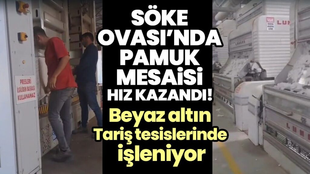 Söke Ovası’nda Pamuk Hasadı Hızlandı, Tariş Tesisleri Yoğun