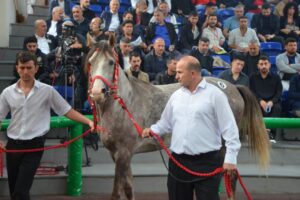 TİGEM 17 Arap