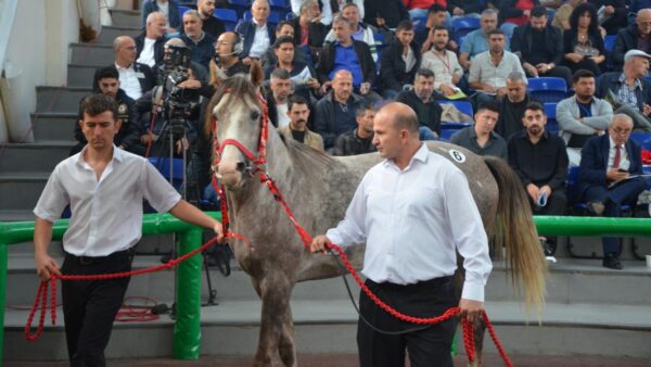 TİGEM 17 Arap