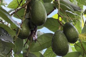 Alanya avokadosu ihracata