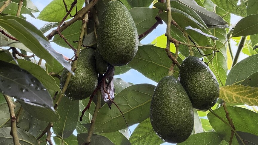 Alanya avokadosu ihracata