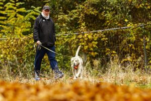 Almanya'da Köpek Vergisi