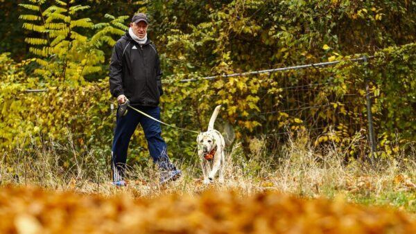 Almanya'da Köpek Vergisi
