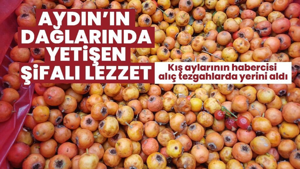 Aydın Dağlarında Yetişen Alıç Meyvesi: Kışın Şifalı Lezzeti ve Ekonomik Fırsat
