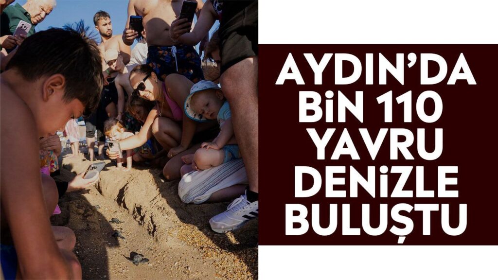 Aydın’da Bin 110 Yavru Deniz Kaplumbağası Denize Ulaştı