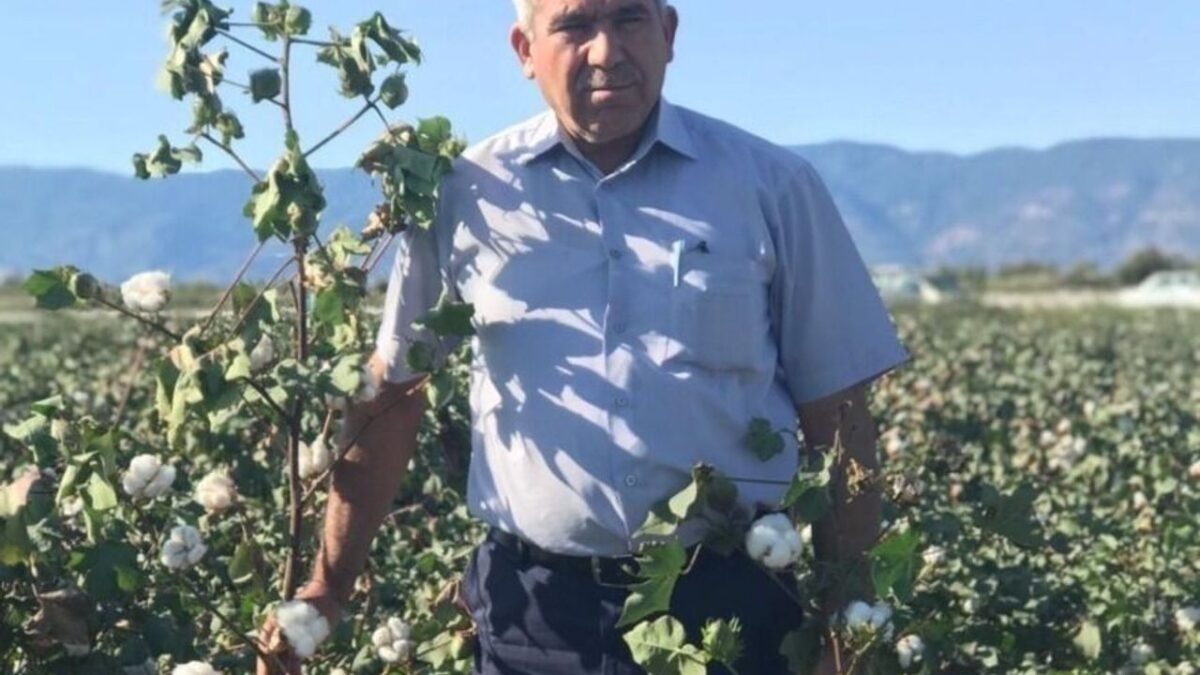 Aydın’da Pamuk Fiyat
