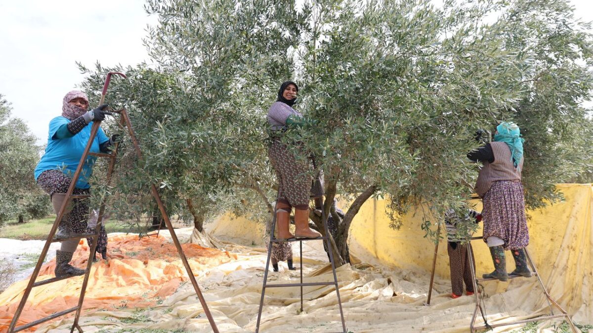 Aydın’da Zeytin Hasadı