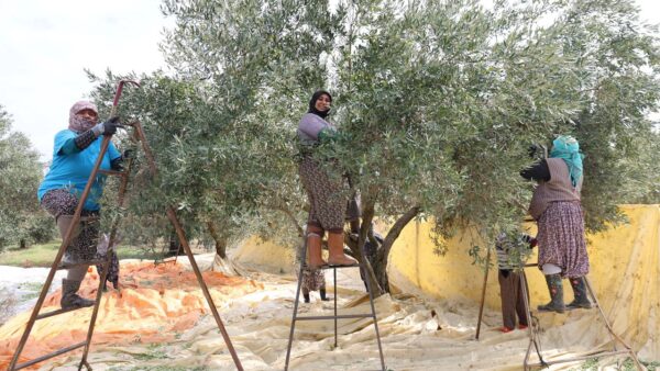 Aydın’da Zeytin Hasadı