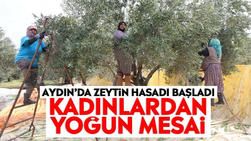 Aydın’da Zeytin Hasadı Başladı: Kadın İşçiler Günde Bin Lira Kazanıyor