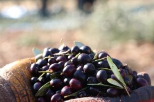 Bozdoğan’da Zeytin Üreticileri