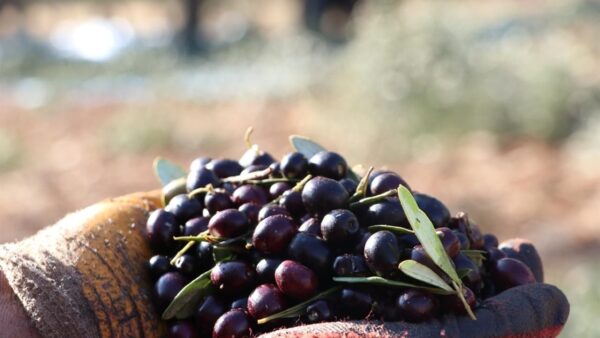 Bozdoğan’da Zeytin Üreticileri