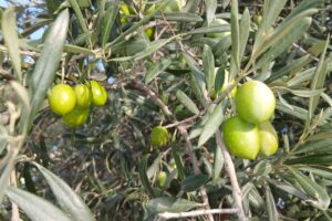 Didim 8. Zeytin