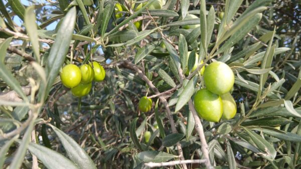 Didim 8. Zeytin