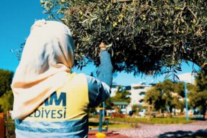 Didim Belediyesi Zeytin