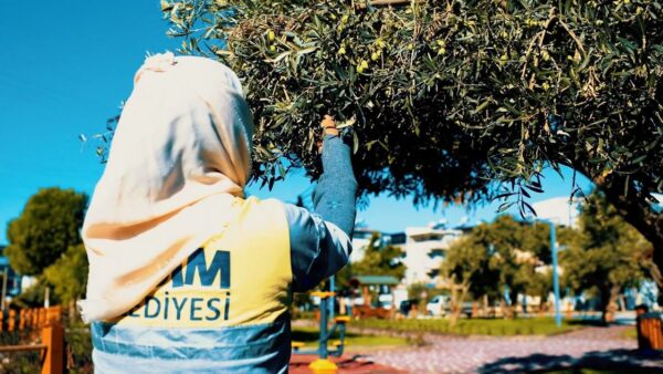 Didim Belediyesi Zeytin