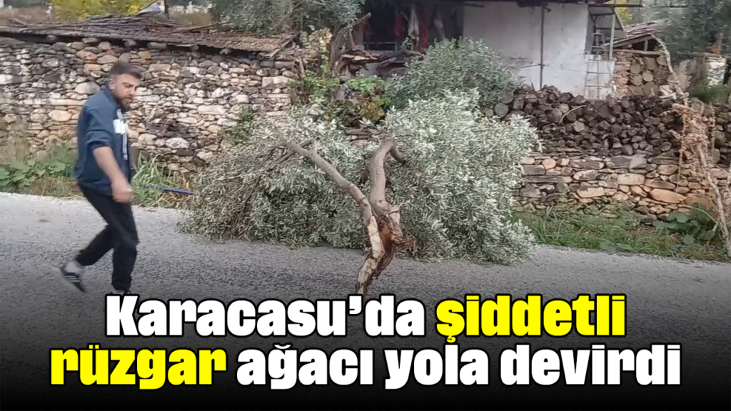 Karacasu’da Rüzgar Etkisiyle Zeytin Ağacı Yola Devirdi