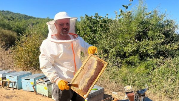 Kuşadası Davutlar’da Çam
