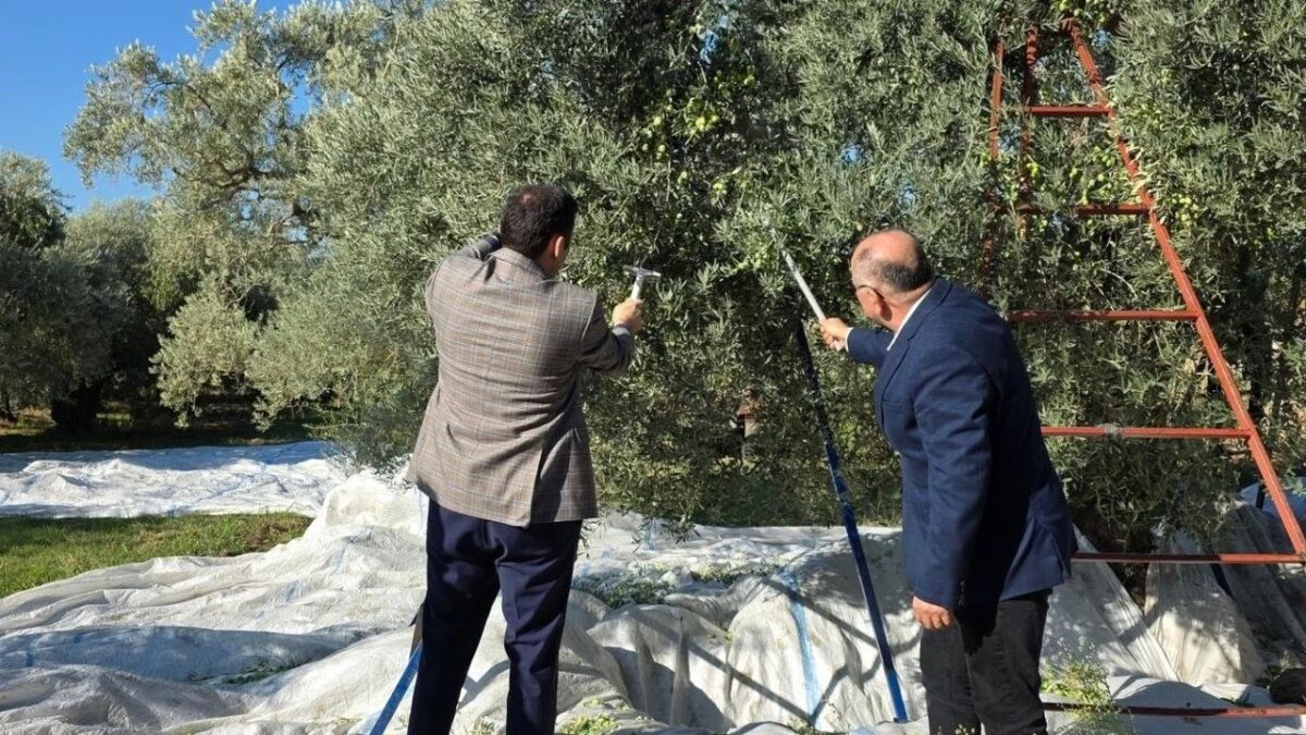 Kuyucak Zeytin Hasadı: