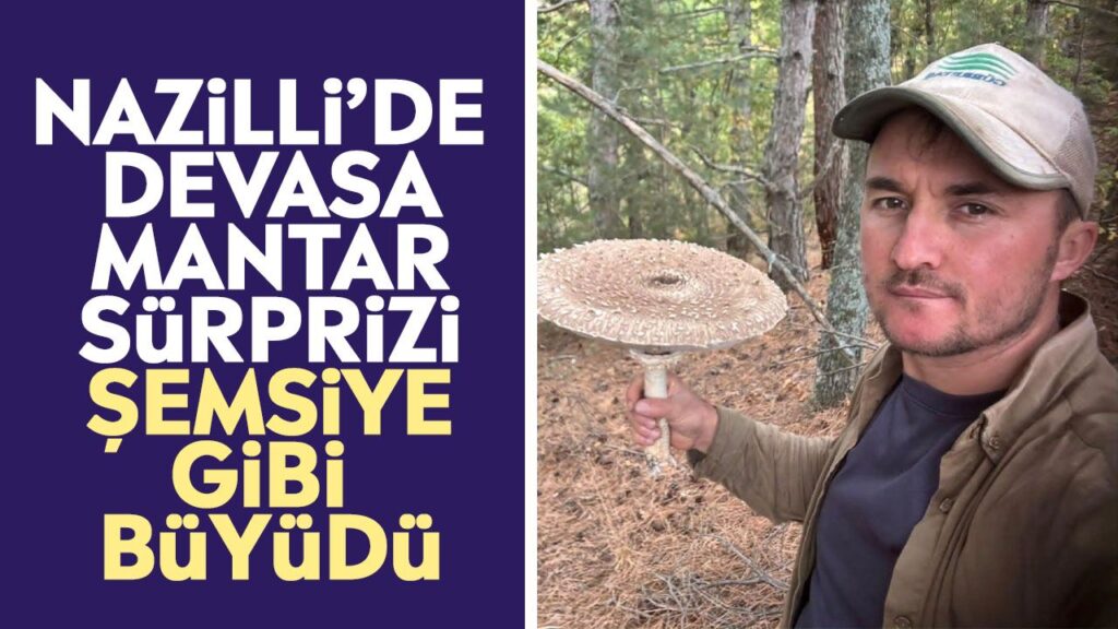 Nazilli Esentepe Yaylası'nda Şemsiye Mantarı Gözleri Büyüledi