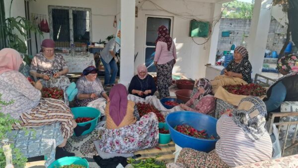 Söke Kırsalında İmece