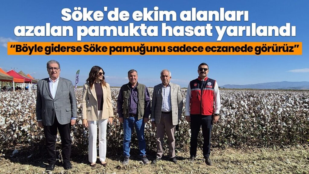 Söke’de Pamuk Ekim Alanları %70 Azaldı, Hasat Yarılandı – Çiftçiler Endişeli